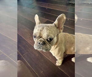 French Bulldog Dogs for adoption in Victorville, CA, USA
