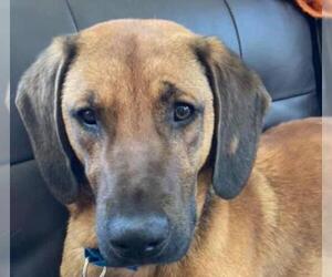 Redbone Coonhound Dogs for adoption in Ontario, Ontario, Canada