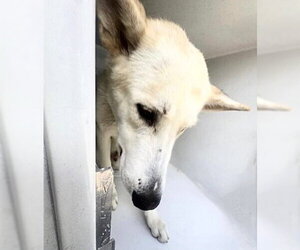 German Shepherd Dog Dogs for adoption in Houston, TX, USA