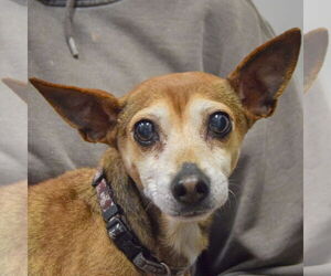 Chihuahua Dogs for adoption in Huntley, IL, USA