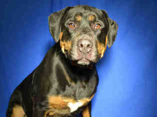 Medium Photo #1 Rottweiler Puppy For Sale in Ocala, FL, USA