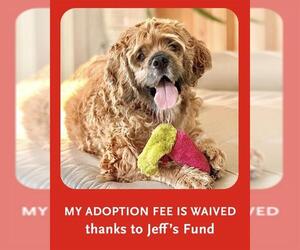 Cocker Spaniel Dogs for adoption in Boston, MA, USA