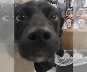 Labrador Retriever-Unknown Mix Dogs for adoption in Temple, TX, USA