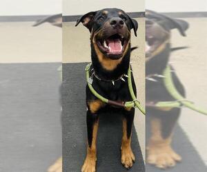 Rottweiler Dogs for adoption in Globe, AZ, USA