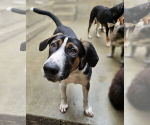 Coonhound-Unknown Mix Dogs for adoption in Chicago, IL, USA