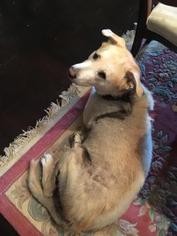 Labrador Retriever Dogs for adoption in San Jose, CA, USA