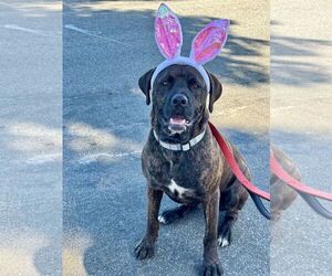 Mastador Dogs for adoption in Newport Beach, CA, USA