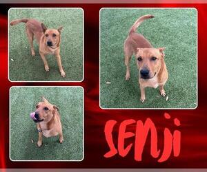 Basenji Dogs for adoption in Pearland, TX, USA