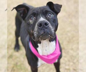 American Staffordshire Terrier-Unknown Mix Dogs for adoption in San Antonio, TX, USA
