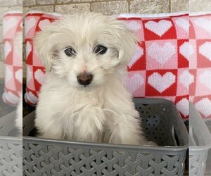 Maltese Dogs for adoption in Menifee, CA, USA