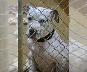 Mutt Dogs for adoption in Tuscumbia, AL, USA