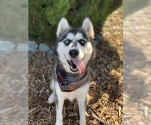 Siberian Husky Dogs for adoption in Jackson, CA, USA
