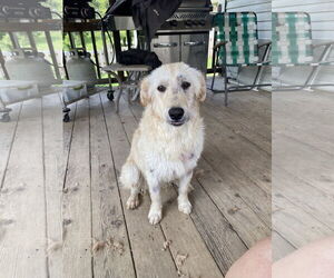 Australian Shepherd-Unknown Mix Dogs for adoption in Hillsboro, MO, USA