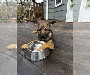 German Shepherd Dog-Unknown Mix Dogs for adoption in pomfret, CT, USA