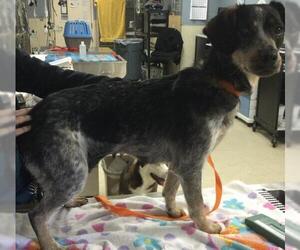 Mutt Dogs for adoption in Riverside, CA, USA