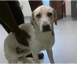 Great Pyrenees-Unknown Mix Dogs for adoption in Fayetteville, NC, USA