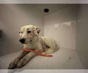 Mutt Dogs for adoption in Houston, TX, USA