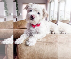 Maltese-Unknown Mix Dogs for adoption in Valrico, FL, USA