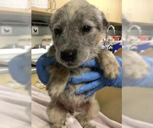 Australian Cattle Dog Dogs for adoption in Riverside, CA, USA