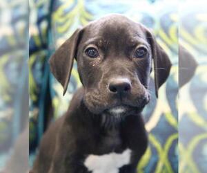 Labrador Retriever-Unknown Mix Dogs for adoption in Guthrie, OK, USA