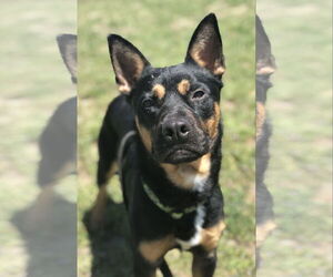 Bulldog-German Shepherd Dog Mix Dogs for adoption in Chico, CA, USA
