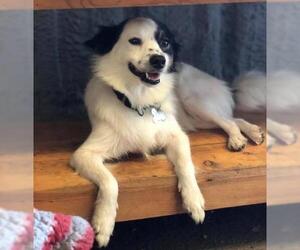 Border Collie Dogs for adoption in Longview, TX, USA