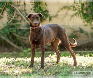 Labrador Retriever-Unknown Mix Dogs for adoption in Clovis, CA, USA