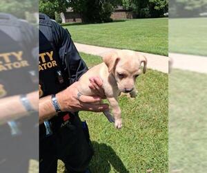 Labrador Retriever-Unknown Mix Dogs for adoption in Houston, TX, USA
