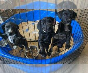 Boykin Spaniel-Labrador Retriever Mix Dogs for adoption in New Smyrna Beach, FL, USA