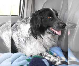 Border Collie Dogs for adoption in Fort Lauderdale, FL, USA