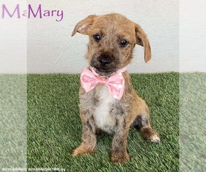 Dachshund-Miniature Schnauzer Mix Dogs for adoption in San Diego, CA, USA