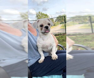 Shih Tzu Dogs for adoption in Weston, FL, USA