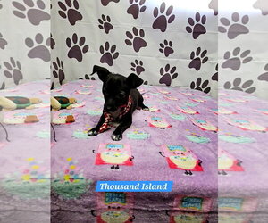 Chiweenie Dogs for adoption in Metairie, LA, USA