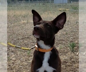 Shepradors Dogs for adoption in Yreka, CA, USA