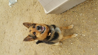 Medium Photo #1 German Shepherd Dog Puppy For Sale in Maquoketa, IA, USA