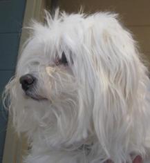 Maltese Dogs for adoption in Johnson City, TN, USA
