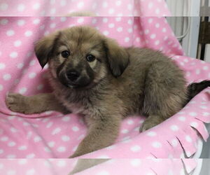 Shepradors Dogs for adoption in Princeton, MN, USA