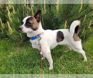 Chihuahua-Unknown Mix Dogs for adoption in Duluth, MN, USA