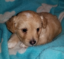 Medium Photo #1 Poodle (Toy)-Unknown Mix Puppy For Sale in Colton, CA, USA