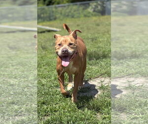 Mutt Dogs for adoption in Virginia Beach, VA, USA