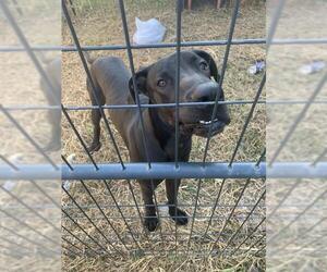 Great Dane Dogs for adoption in Corpus Christi, TX, USA