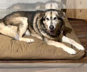 Siberian Husky Dogs for adoption in Dripping Springs, TX, USA