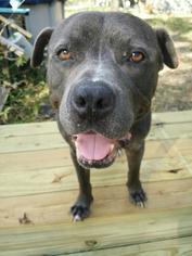 American Staffordshire Terrier Dogs for adoption in CRESCENT CITY, FL, USA