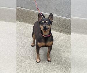 Chihuahua-Unknown Mix Dogs for adoption in Las Vegas, NV, USA