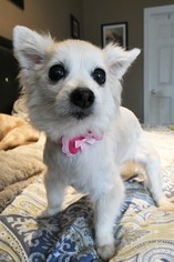Medium Photo #1 Pomeranian-Unknown Mix Puppy For Sale in Gulfport, MI, USA