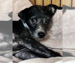 Mutt Dogs for adoption in Petaluma, CA, USA