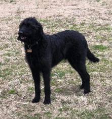 Labradoodle Dogs for adoption in Irving, TX, USA