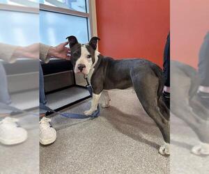 American Staffordshire Terrier-Unknown Mix Dogs for adoption in Louisville, KY, USA