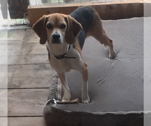 Beagle Dogs for adoption in Mouth Of Wilson, VA, USA