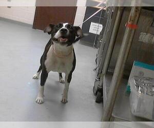 American Pit Bull Terrier Dogs for adoption in Fayetteville, NC, USA